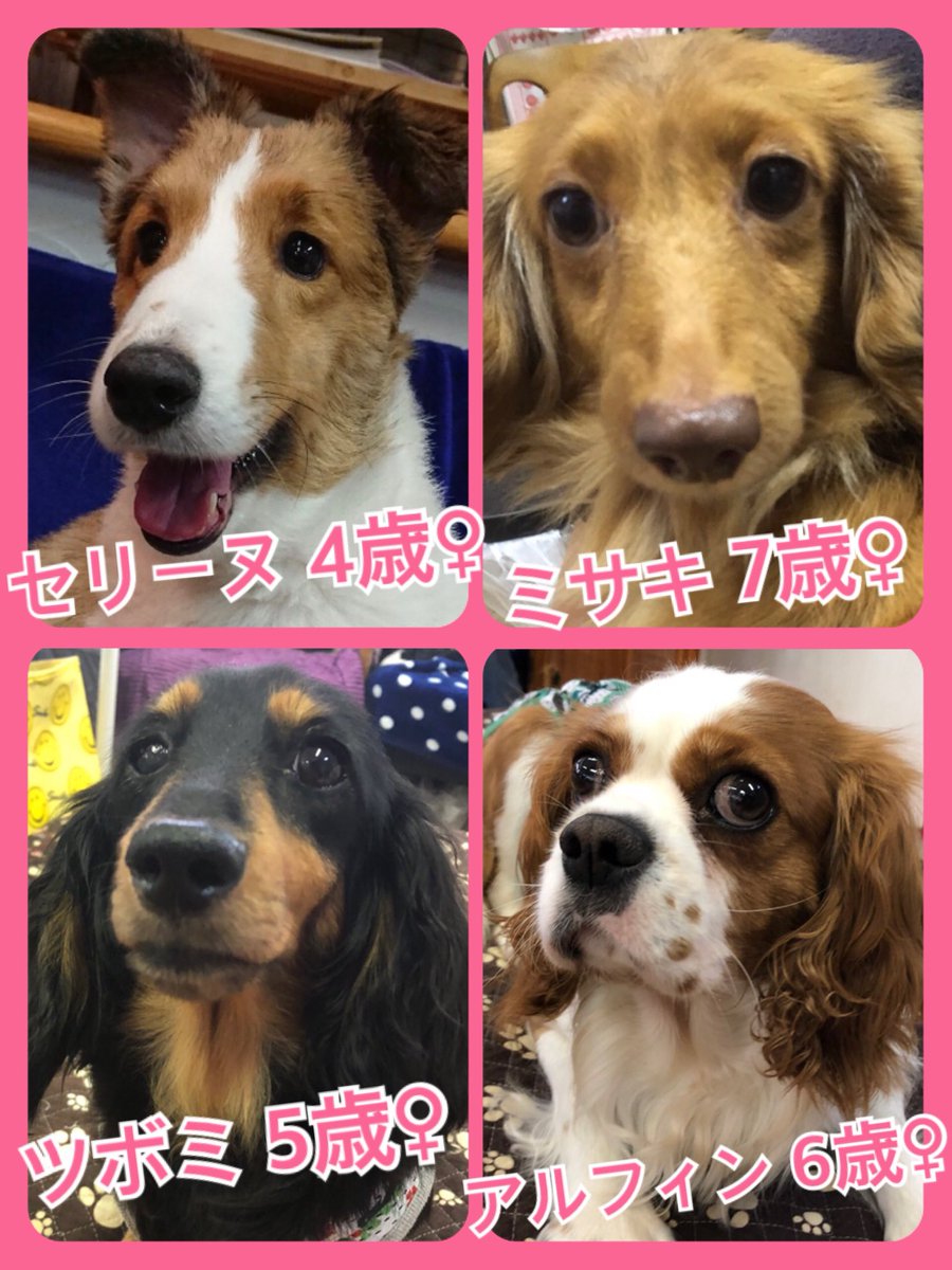 🐾今日の里親様募集中ワンコ🐶メンバーです🐾2019,6,20